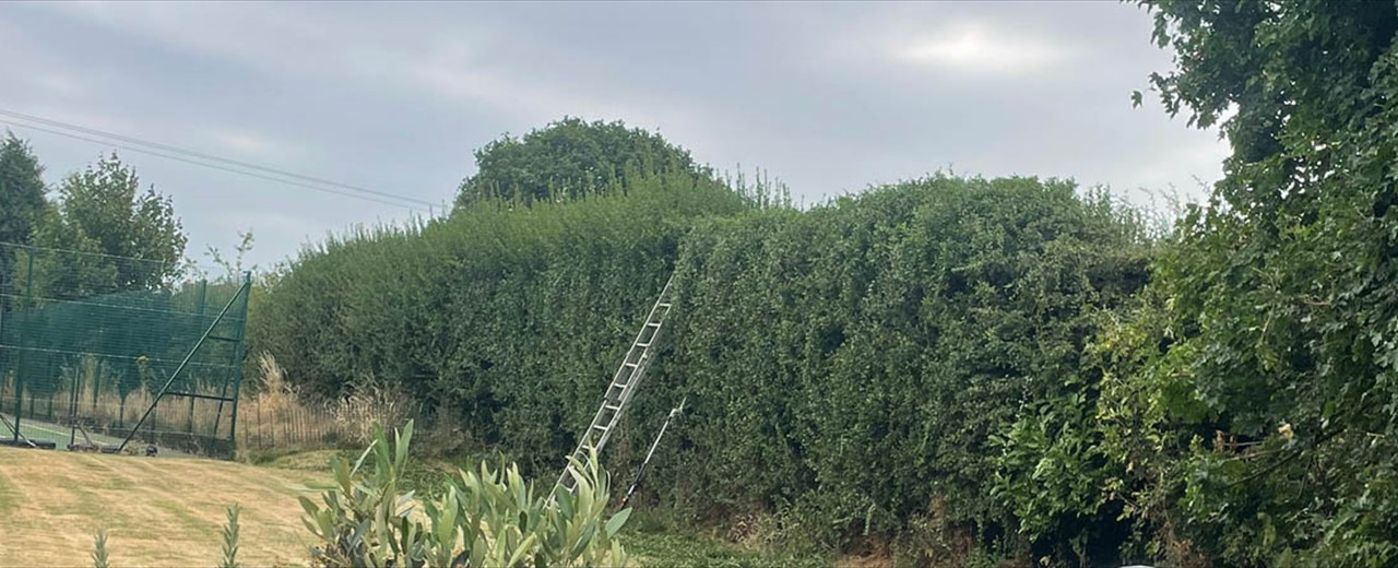 Hedge & Garden Maintenance